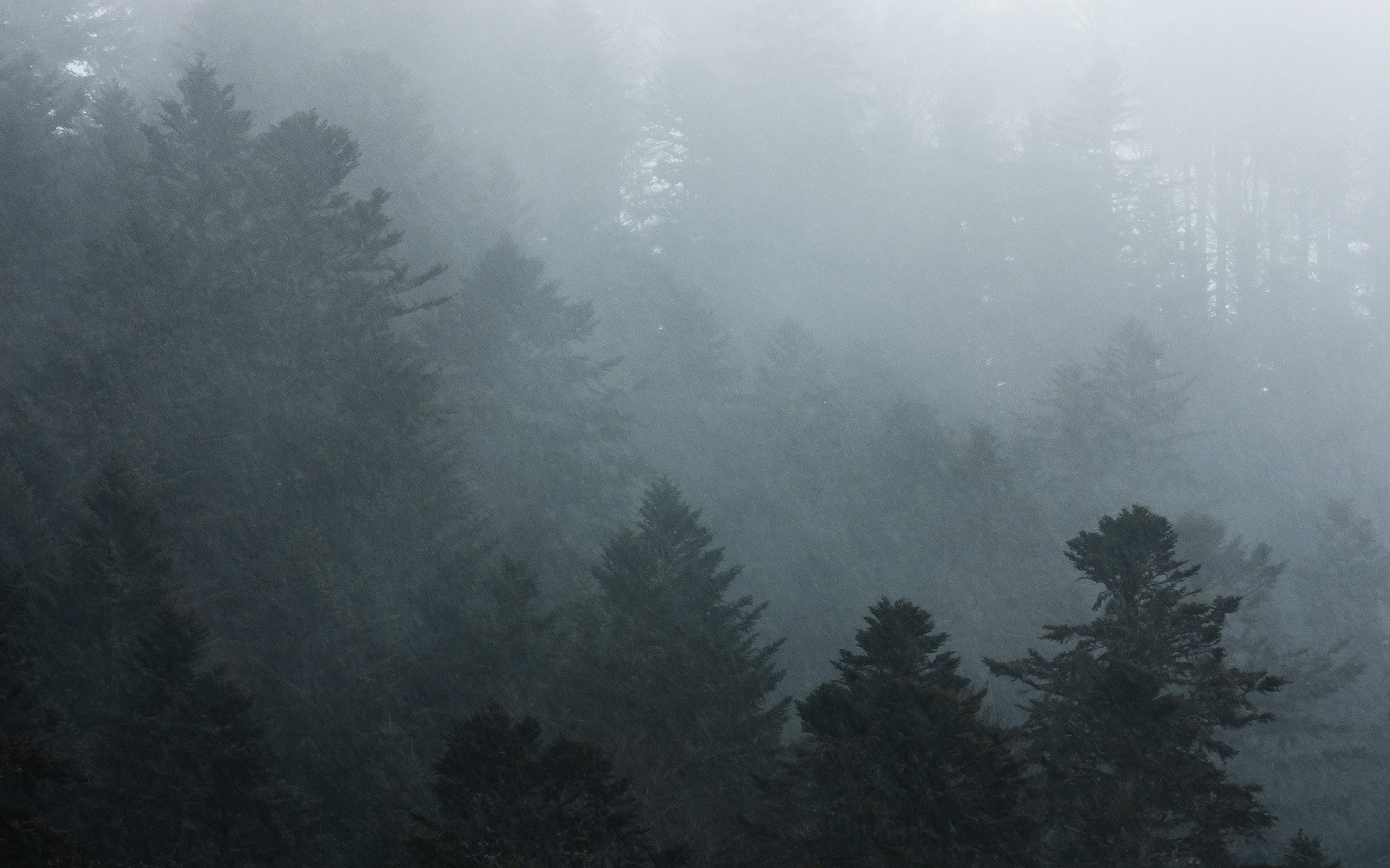 Paysage hivernal Pyrénées sapins enneigés dégradés — FRAME vidéaste photographe Toulouse